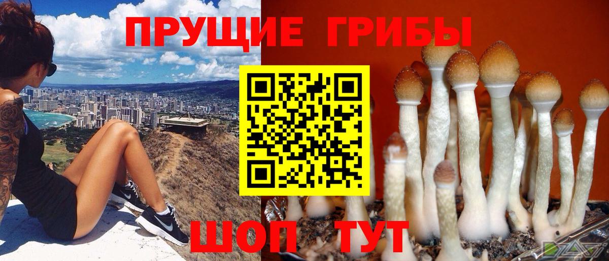Галлюциногенные грибы прущие грибы  Галлюциногенные грибы GOLDEN TEACHER  Вход с VPN  Казань 