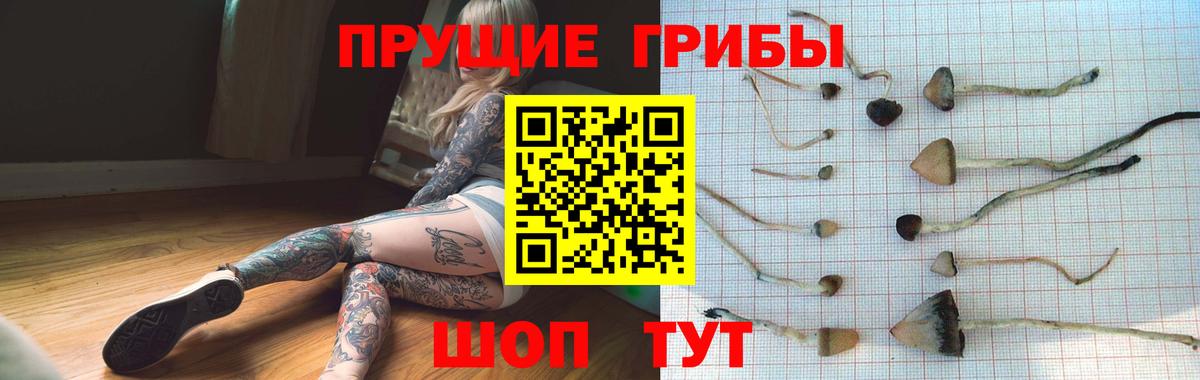 Псилоцибиновые грибы GOLDEN TEACHER  Казань 